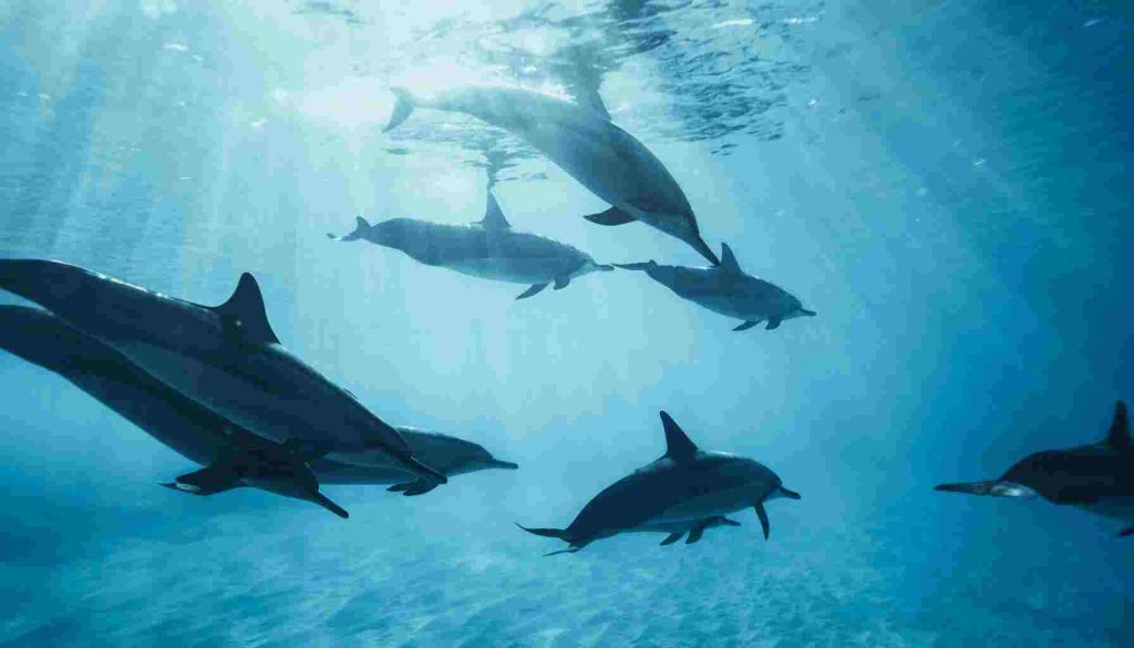 الذي دعى كائنات البحر إلى الاجتماع هو الدلفين. صواب خطأ