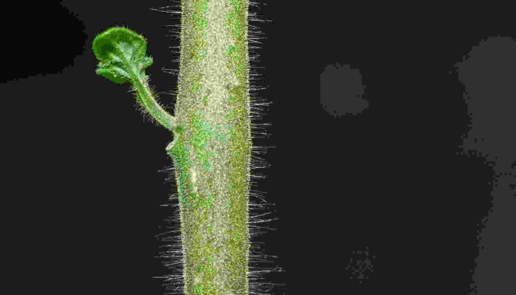 لماذا تكون الخلايا التي تغلف ساق النبات صغيرة وسميكة؟ اكتشف كيف تعزز هذه الخلايا قوة الساق وتحمي النبات، في رحلة علمية مثيرة.