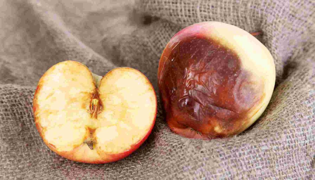 من دلائل حدوث تغير كيميائي على قطعة التفاح تغير لونها. اكتشف كيف يؤثر هذا التغير على القيمة الغذائية للتفاح وكيفية الحفاظ على جودته.
